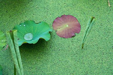 《生化危机4：重制版》DLC新增7个成就 王牌间谍艾达王